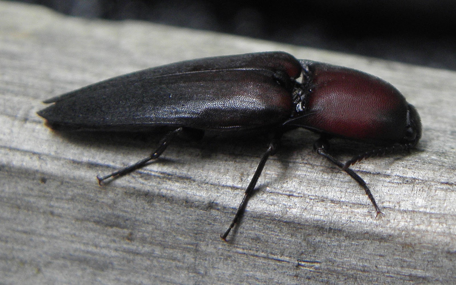 Hermit Musings Darkling Beetle