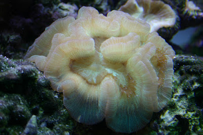 coral Trachyphyllia geoffroyi coral Trachyphyllia geoffroyi