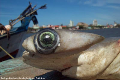 Tubarão-martelo-entalhado (Sphyrna lewini)m ameaçado de extinção, é uma das espécies de tubarões mais pescado no Brasil. Foto: Rodrigo Machado/Fundação Grupo Boticário. Tubarão, extinção, tubarões, arraias, raias, pesca de tubarão e raias, pesca de raias, pesca, ameaçados de extinção, ataque de arraias, ataque tubarões