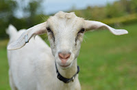 Himalayan Goat Farm & Breeding is a advanced and technically operated goat farm in Bungkot, Gorkha,