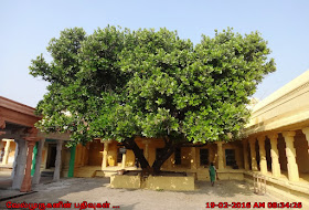 Punnai Tree 