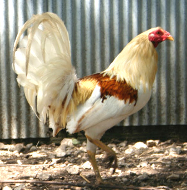 american game chicken, american game chickens, american game chicken color, american game chicken eggs, american game chicken facts, american game chicken info, american game chicken characteristics, american game chicken eggs color, american game chicken behavior, american game chicken temperament