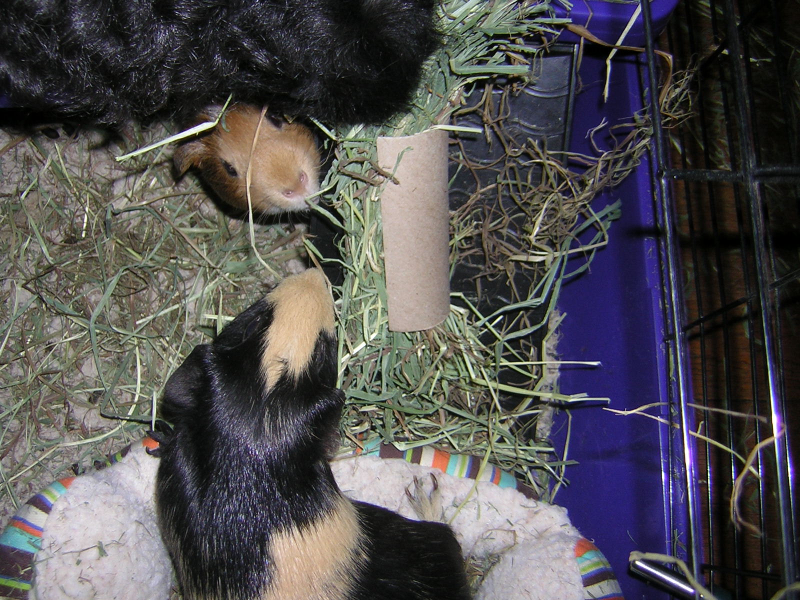 Cavy Savvy A Guinea Pig Blog Toys for Guinea Pigs Toilet Paper Rolls