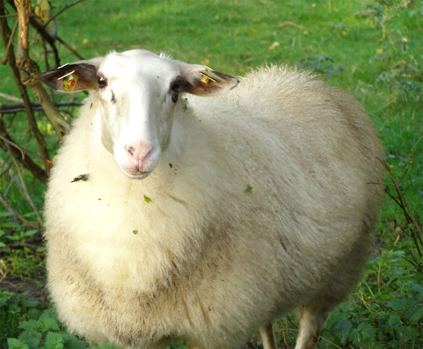 Bentheimer landschaf sheep，关于Bentheimer landschaf sheep, Bentheimer landschaf sheep外观，Bentheimer landschaf sheep品种，Bentheimer landschaf sheep品种信息，Bentheimer landschaf sheep品种事实，Bentheimer landschaf sheep care, caring Bentheimer landschaf sheep, Bentheimer landschaf sheep颜色，本海默羊的特征，本海默羊的毛色，本海默羊的发育，本海默羊的母羊，本海默羊的事实，本海默羊的肉，本海默羊的景观保护，本海默羊的农场，本海默羊的历史，本海默羊角，本海默羊信息，本海默羊图像，本海默羊羔羊，本海默羊羔羊，本海默羊肉，本海默羊起源，本海默羊照片，本海默羊照片，本海默羊的稀有度，本海默羊的饲养，饲养本海默羊，本海默羊的大小，本海默羊的性情，本海默羊的驯养，本海默羊的用途，本海默羊的品种，本海默羊的体重，本海默兰德沙夫羊毛，本海默兰德沙夫羊毛质量