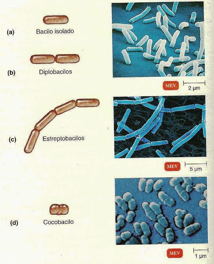 Microbiologia - UESB (Vitória da Conquista - BA): Cocos, bacilos ...