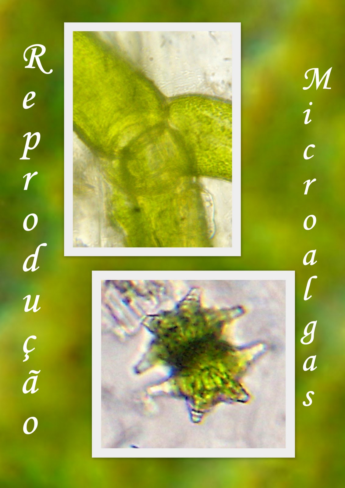 Cultivo de Microalgas em Fotobiorreatores: Reprodução de Microalgas...