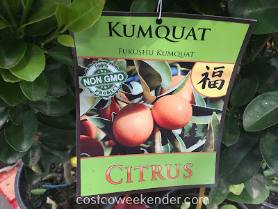 Fukushu Kumquat - great as a healthy snack