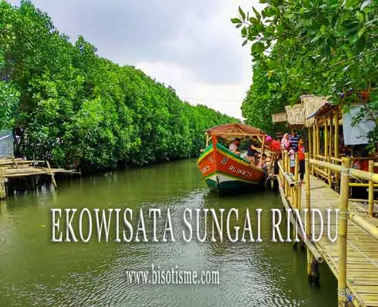 Destinasi Ekowisata Mangrove Sungai Rindu Sembilangan Babelan