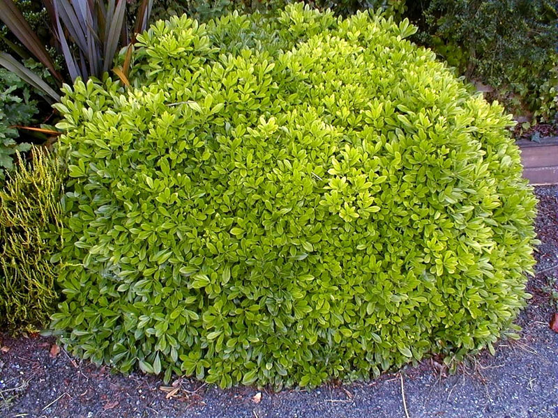 Pittosporum Tobira Nanum Japanese Mock Orange Japanese