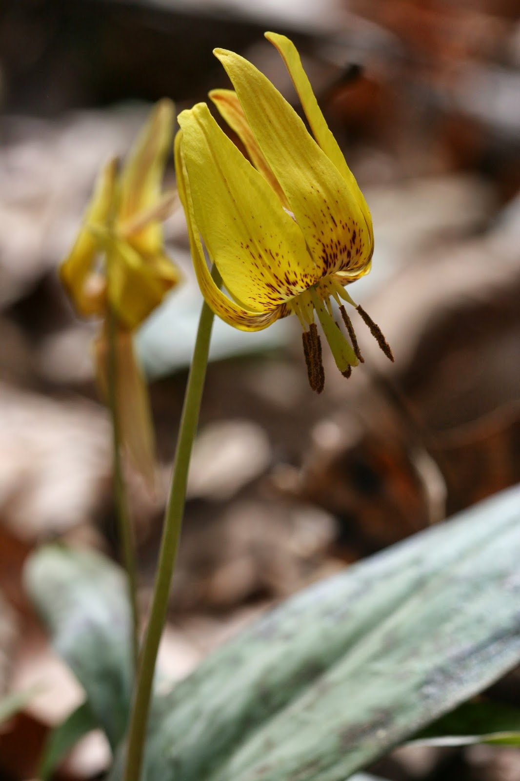 Native Florida Wildflowers Trout Lily Erythronium umbilicatum