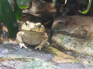 CANE TOAD,one of the largest frog species.
