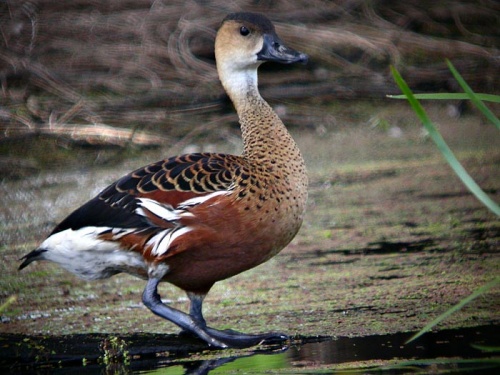 Belibis Mapalasta: Burung Belibis