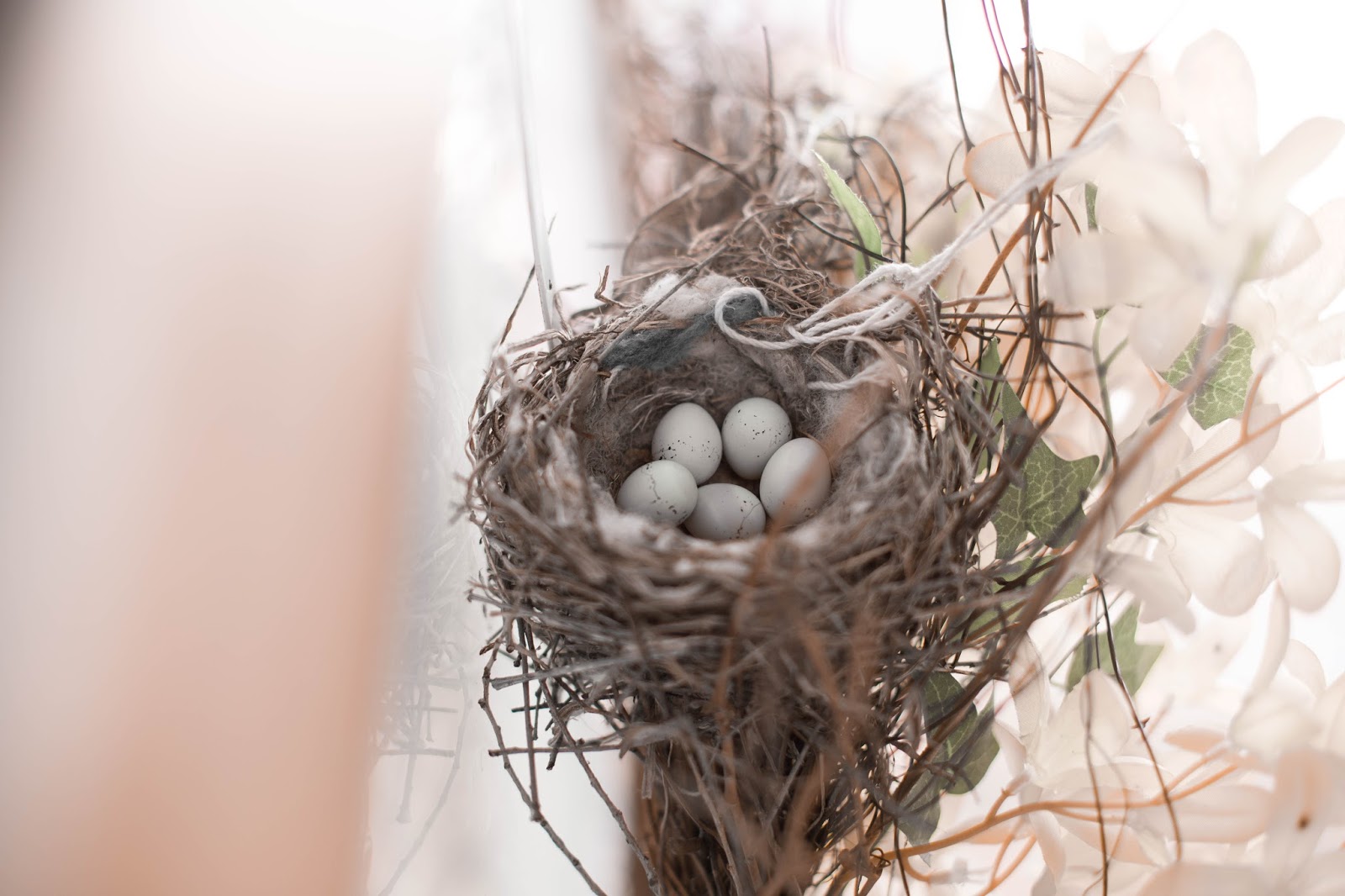 Our Baby Birds