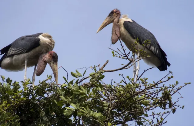 Marabou storks in Entebbe Botanical Garden in Uganda