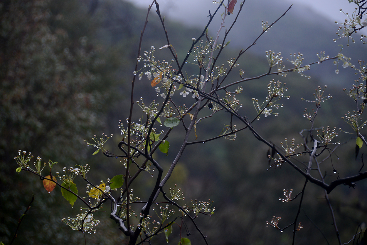 forms traced by light petals on a wet, black bough