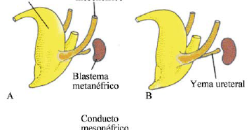 Cómo se forman los riñones y el aparato genital? Capítulo 2