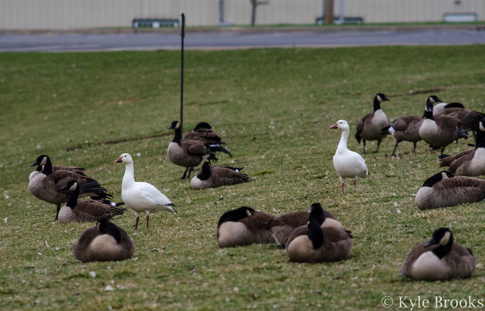 Snow Geese with Canada Geese