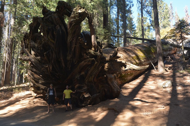 Sequoia National Park- caminando por el Bosque Gigante - Viaje con tienda de campaña por el Oeste Americano (7)