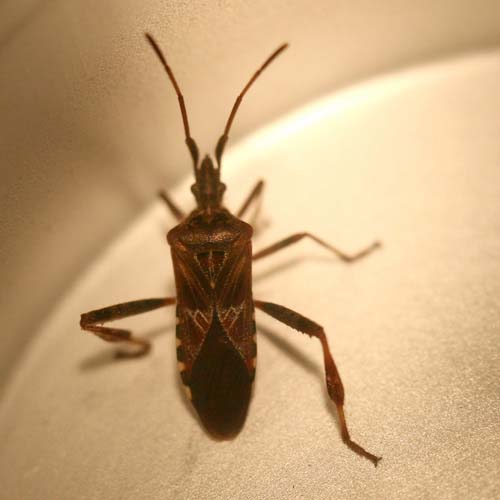 CRYPTOZOOLOGY ONLINE: Still on the Track: 12/24/11