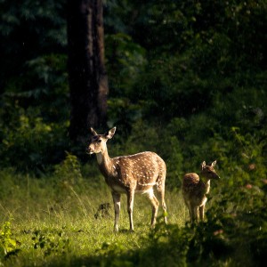 La madre naturaleza y el reino animal: