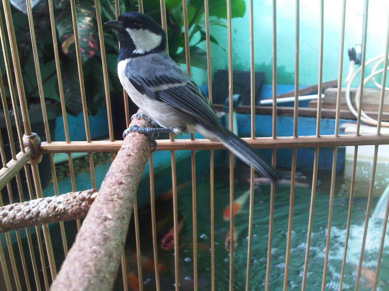 Cara Budidaya Burung Gelatik Burung Gelatik