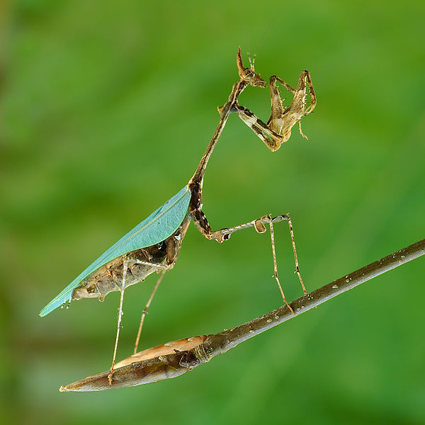 naturalacts: Facts about the Praying Mantis