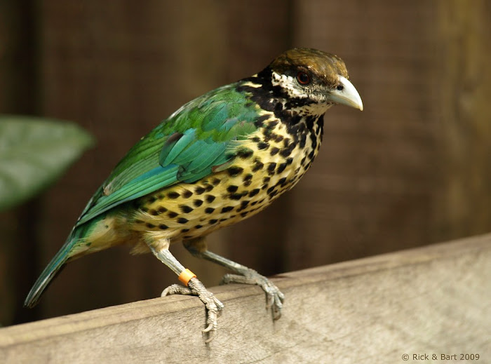 Αιλουροαοιδός Ορνιθοπανίδα