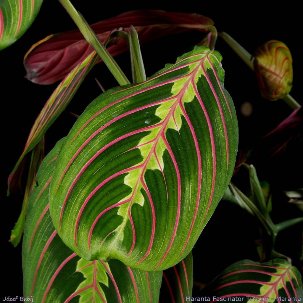 http://plantsgallery.blogspot.com/2015/02/maranta-fascinator-tricolor-maranta.html