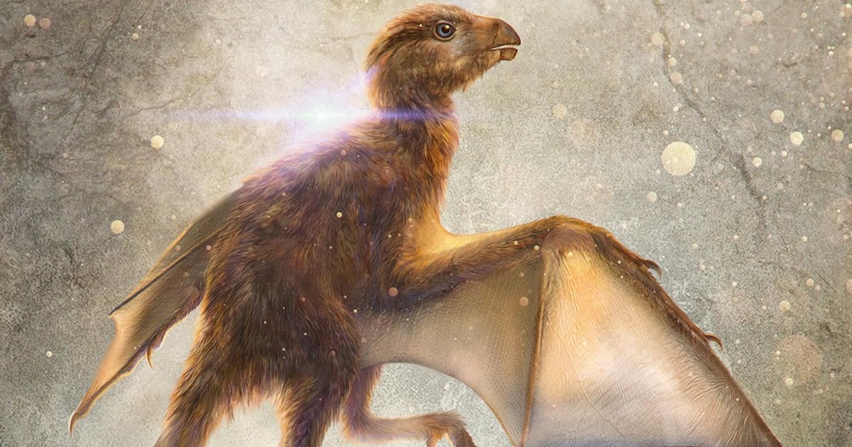 Species New to Science [Paleontology • 2019] Ambopteryx longibrachium