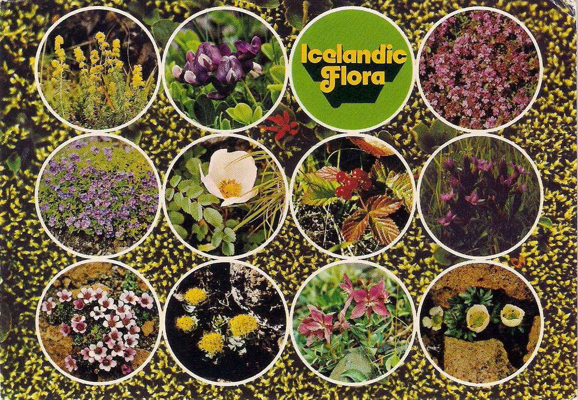 The Postal Picture Flora of Iceland