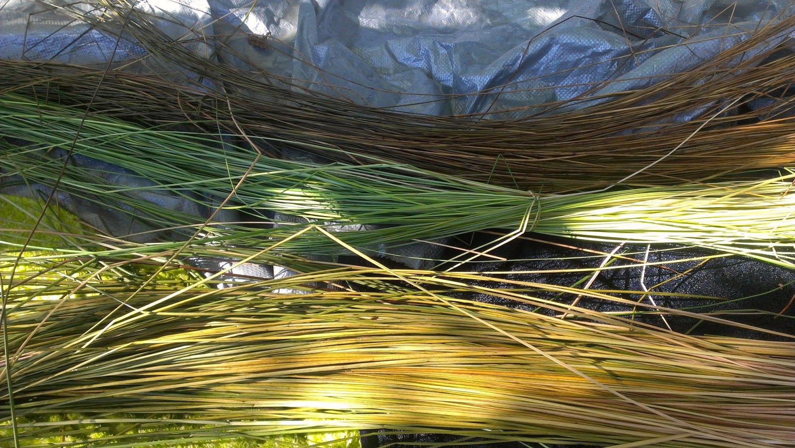 Glut a year in my patch Weaving the reeds