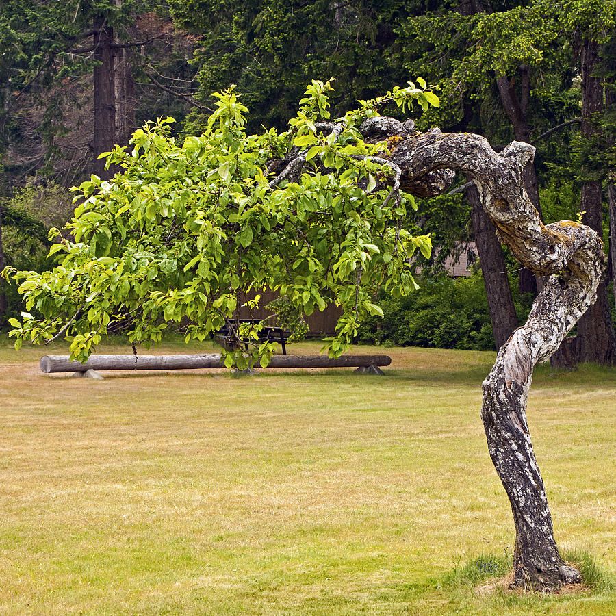 Crooked Tree and The Woodcutter Story Moral Stories For Children