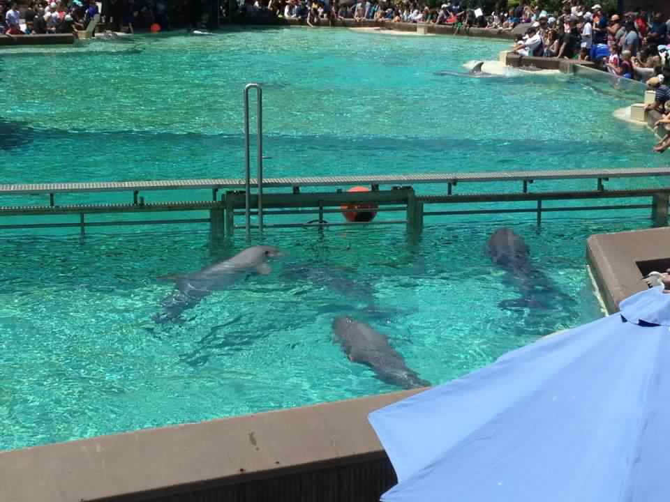 The Traveller Shimu and Dolphin Encounter at Seaworld Theme Park San