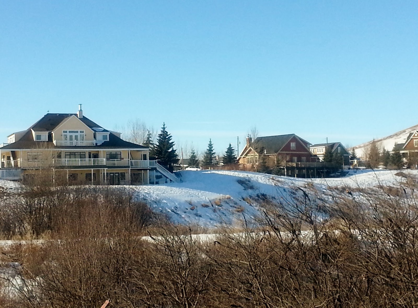 Pat's Ramblings A Little Alberta Rosebud