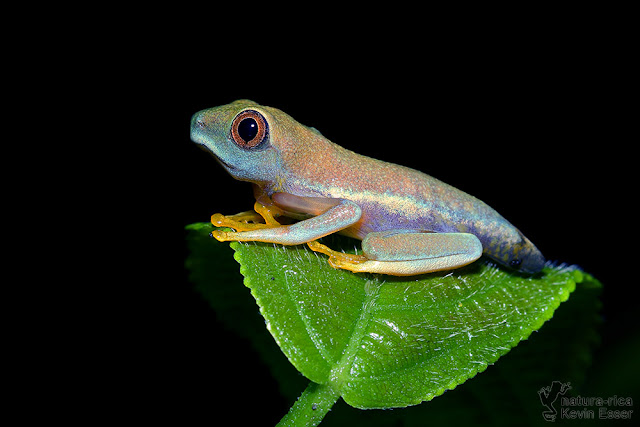Agalychnis callidryas - Red-eyed Treefrog