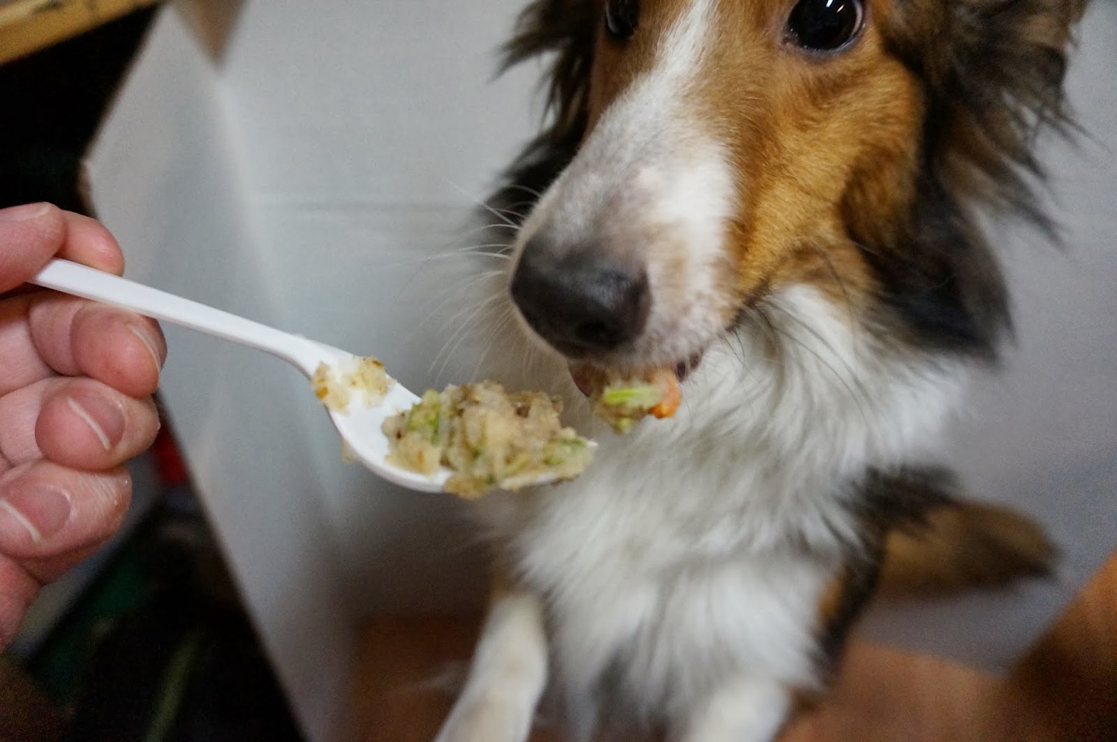 Grandma Lucy's Natural Pet Food and Treats