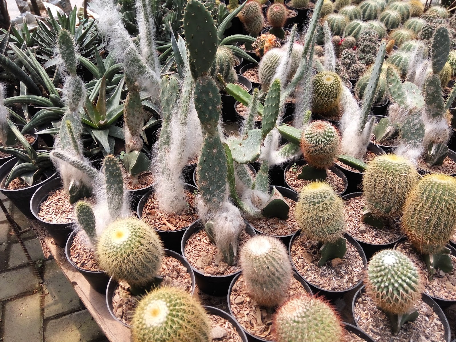 ANEKA SARI: KAKTUS MINI (tersedia di ANEKA SARI)