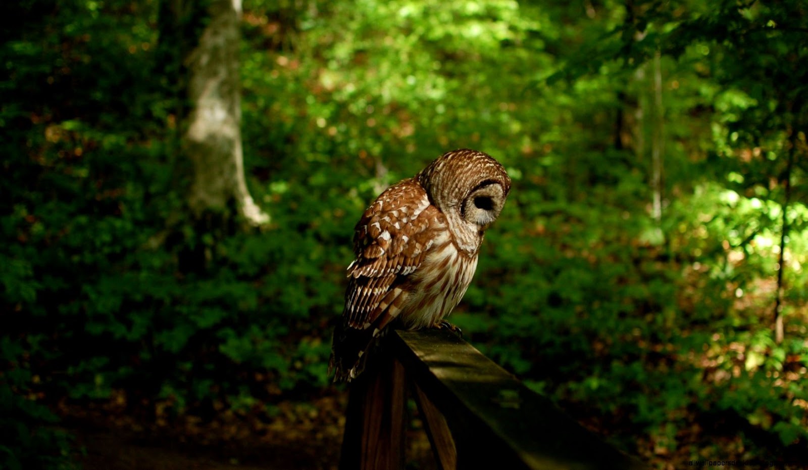 Owls Birds Forest Nature Hd Wallpaper | All Wallpapers Desktop