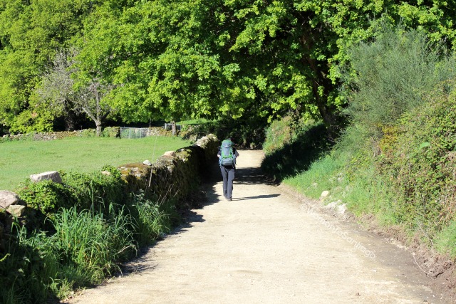 camino-de-santiago-frances-barbadelo-a-mercadoiro-peregrino.jpg