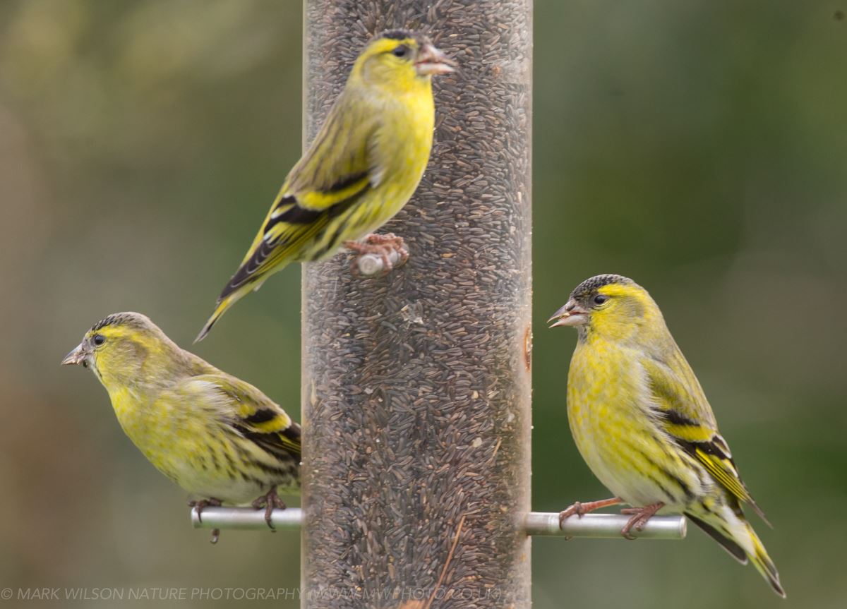 MONTGOMERYSHIRE BIRDS: Garden finches