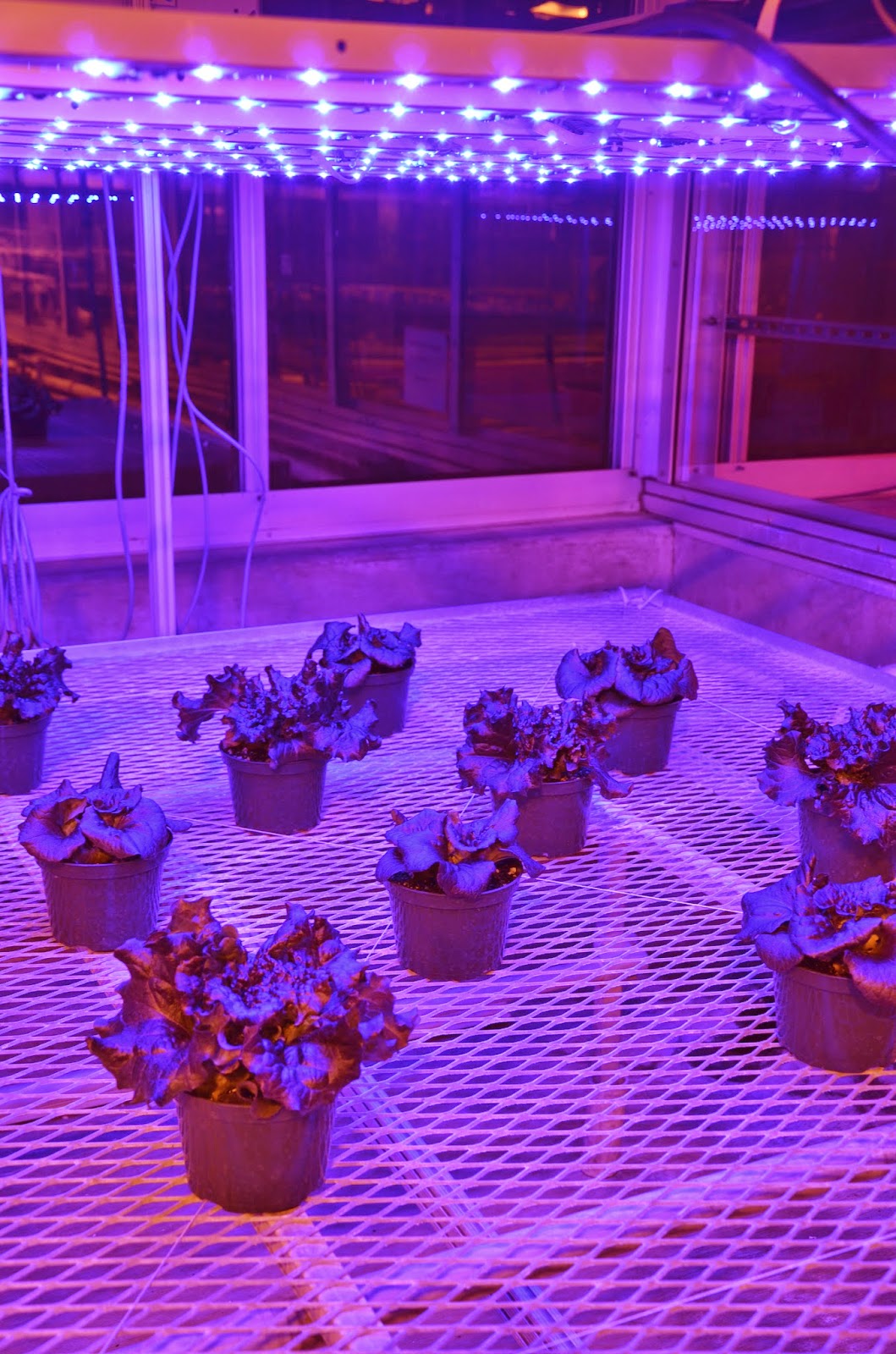 LEDs found to have multiple uses on multiple crops Purdue University