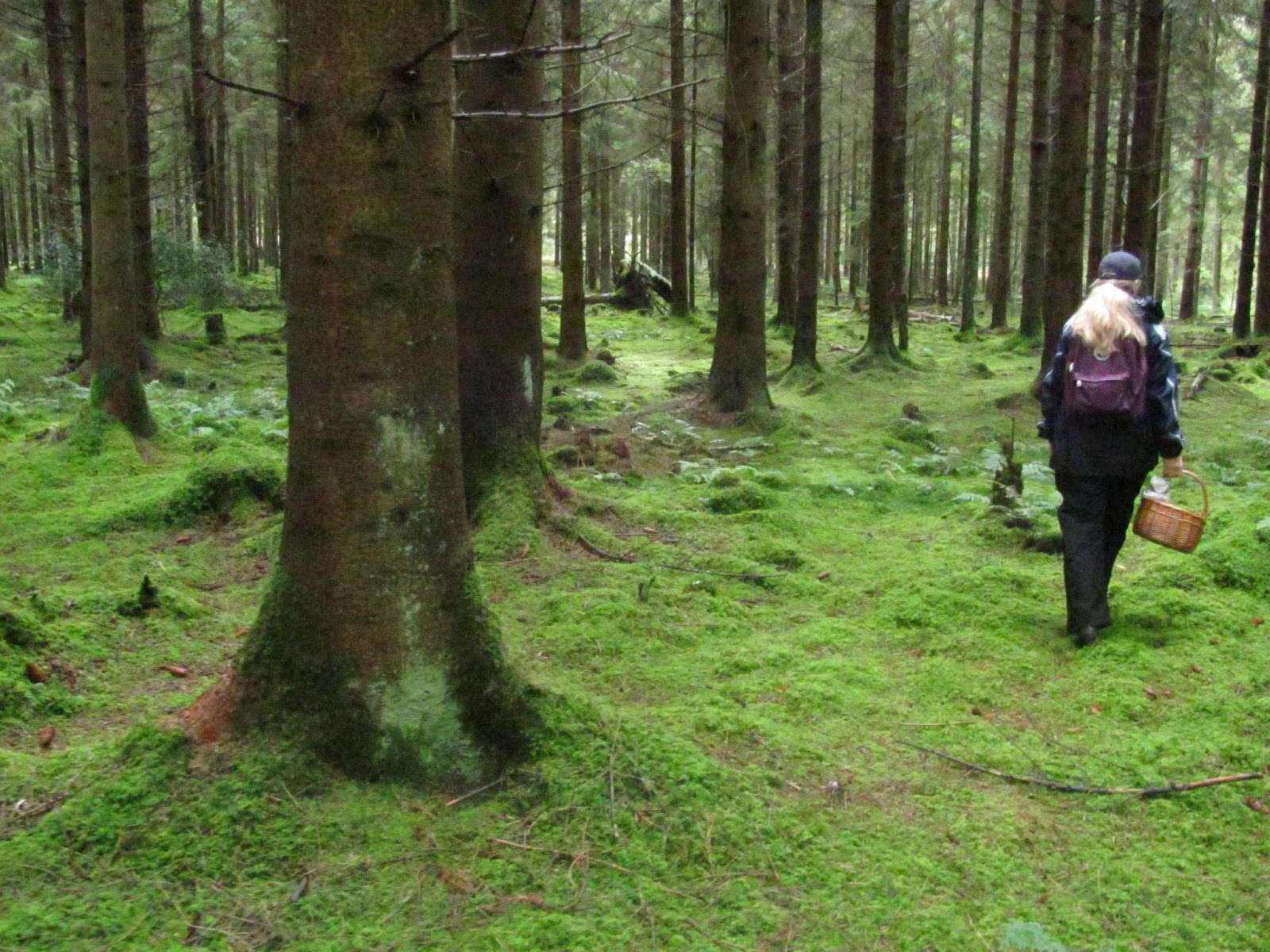 Jumble Tree Mushroom foraging in the Forest of Dean