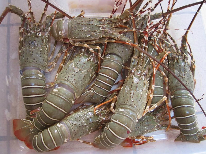 Indonesia Lobster Supplier, Lobster Farming, Live lobster supplier