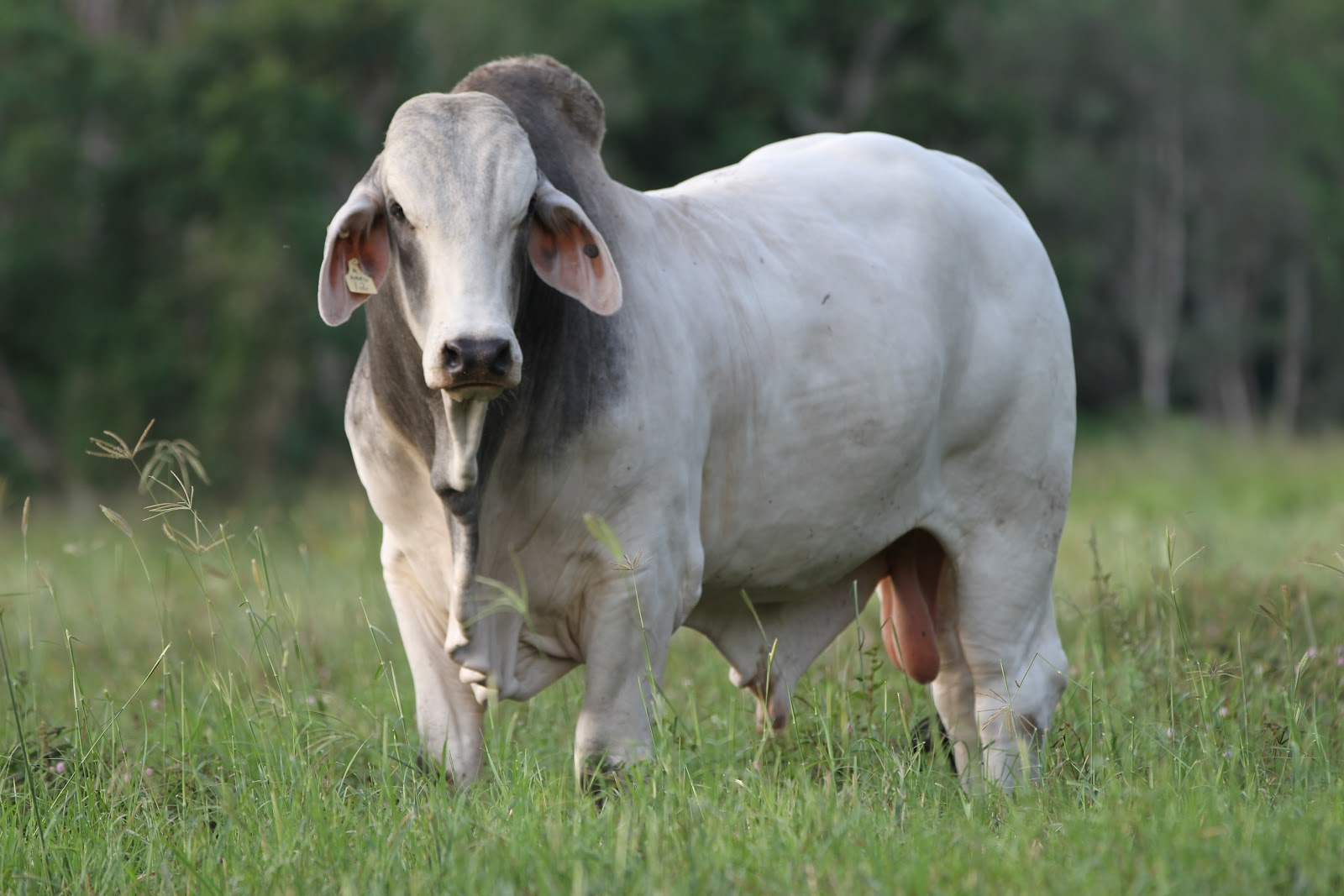 Lindley Park Brahmans Young Bulls