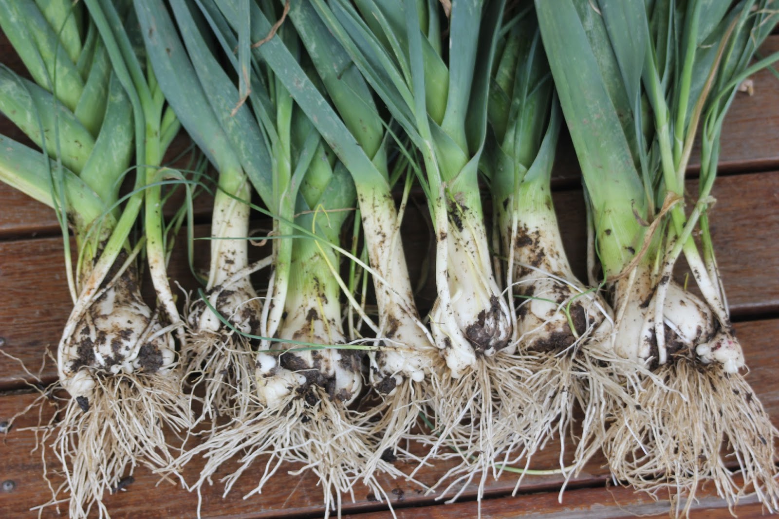 Mudflower Perennial leek vs Regular leek