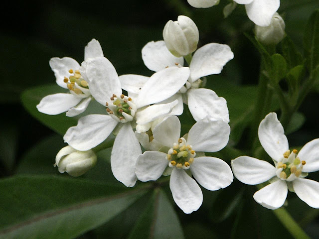 Shoreline Area News Flowers Mexican Orange Shrub