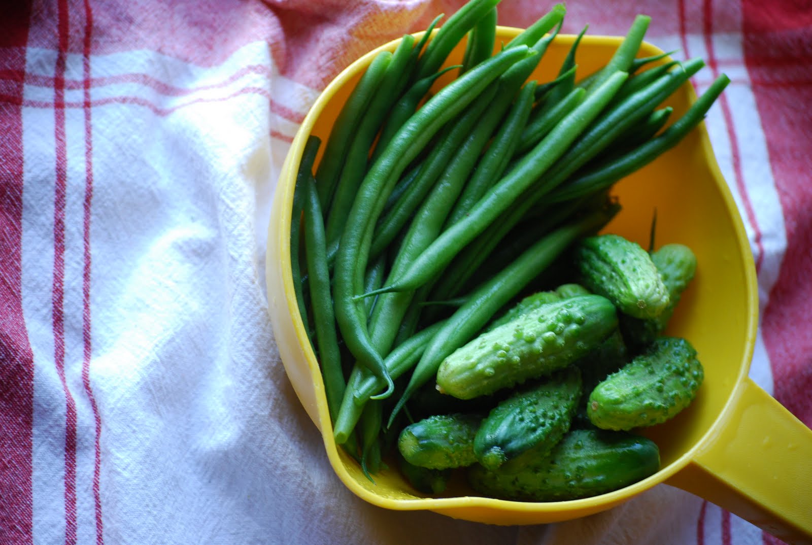 the farmer's wife Green Beans and Pickling Cukes ready to pick at