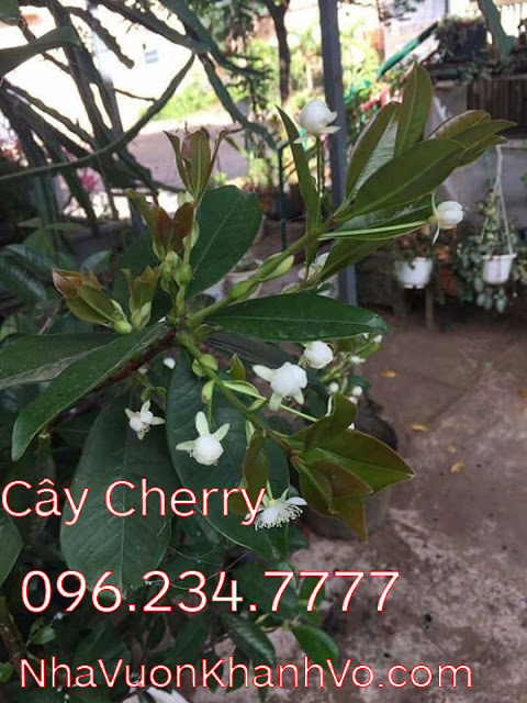 Cherry Brazil - Cây ăn quả trồng chậu làm cảnh mới