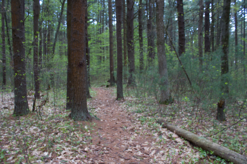 Bedford Conservation Land Stewards Pictures