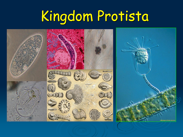 PROTISTA